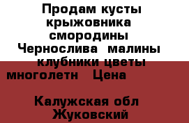 Продам кусты крыжовника, смородины, Чернослива, малины, клубники,цветы многолетн › Цена ­ 50-150 - Калужская обл., Жуковский р-н, Жуков г. Сад и огород » Другое   